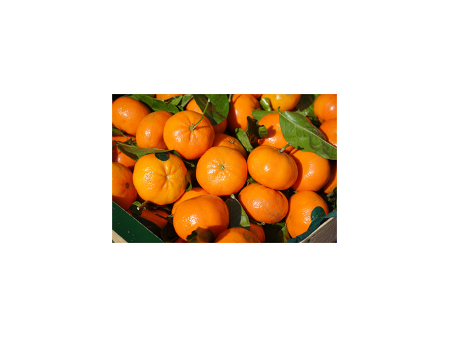 노지밀감제주조생감귤타이벡 | 후기가 증명하는 최고의 제품 선택