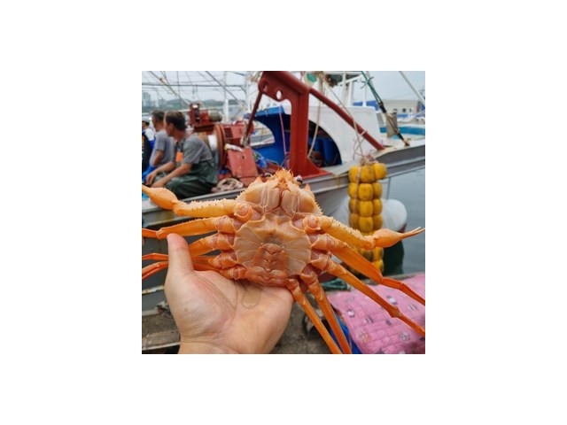 붉은대게3kg 추천 TOP10 만족스러운 상품 소개